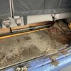 toyota coaster 1999 23231101 image 29