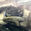 toyota prius-α 2013 -TOYOTA--Prius α DAA-ZVW41W--ZVW41-3291658---TOYOTA--Prius α DAA-ZVW41W--ZVW41-3291658- image 20