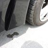 nissan elgrand 2010 GOO_JP_700054078630250516001 image 15