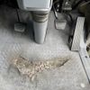 mitsubishi-fuso canter 2008 -MITSUBISHI--Canter PDG-FE74BV--FE74BV-550177---MITSUBISHI--Canter PDG-FE74BV--FE74BV-550177- image 26