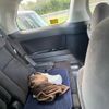 toyota vellfire 2010 -TOYOTA--Vellfire DBA-ANH20W--ANH20-8152916---TOYOTA--Vellfire DBA-ANH20W--ANH20-8152916- image 14