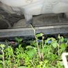 daihatsu move 2008 -DAIHATSU--Move DBA-L175S--L175S-0144513---DAIHATSU--Move DBA-L175S--L175S-0144513- image 11