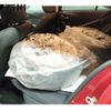 mazda axela 2017 -MAZDA 【富山 301ﾀ1436】--Axela BMLFS-111586---MAZDA 【富山 301ﾀ1436】--Axela BMLFS-111586- image 6
