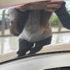 nissan x-trail 2015 -NISSAN--X-Trail DBA-NT32--NT32-518988---NISSAN--X-Trail DBA-NT32--NT32-518988- image 28