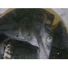 daihatsu copen 2007 -DAIHATSU 【名古屋 582ﾃ5378】--Copen ABA-L880K--L880K-0041269---DAIHATSU 【名古屋 582ﾃ5378】--Copen ABA-L880K--L880K-0041269- image 5