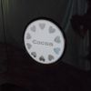 daihatsu mira-cocoa 2013 -DAIHATSU 【名変中 】--Mira Cocoa L675S--0154915---DAIHATSU 【名変中 】--Mira Cocoa L675S--0154915- image 11