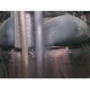 toyota corolla-fielder 2013 -TOYOTA--Corolla Fielder DBA-NZE164G--NZE164-7018031---TOYOTA--Corolla Fielder DBA-NZE164G--NZE164-7018031- image 6