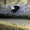 toyota premio 2004 CFJ1800092 image 4