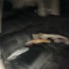 honda odyssey 2015 CFJ1610856 image 13