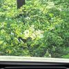 toyota prius 2016 -TOYOTA--Prius DAA-ZVW51--ZVW51-8013401---TOYOTA--Prius DAA-ZVW51--ZVW51-8013401- image 7