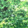 mazda cx-5 2017 quick_quick_KF2P_KF2P-114103 image 7