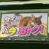 honda grace 2015 quick_quick_DAA-GM4_GM4-1003923 image 10