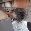 mitsubishi-fuso fighter 2008 CFJ1733300 image 38