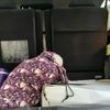 toyota vellfire 2010 CFJ1577066 image 26