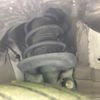 toyota yaris 2021 quick_quick_KSP210_KSP210-0032918 image 18
