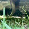 honda n-wgn 2020 CFJ1555317 image 10