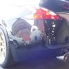 nissan fairlady-z 2013 GOO_JP_700100243030250719001 image 19