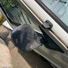 suzuki carry-truck 1997 -SUZUKI--Carry Truck V-DD51T--DD51T-532174---SUZUKI--Carry Truck V-DD51T--DD51T-532174- image 9