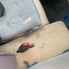 suzuki alto-lapin 2012 -SUZUKI--Alto Lapin DBA-HE22S--HE22S-403390---SUZUKI--Alto Lapin DBA-HE22S--HE22S-403390- image 18