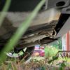 honda cr-z 2010 CFJ1668457 image 7