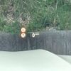 bmw x5 2022 CFJ1838964 image 12