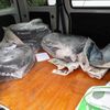 daihatsu hijet-cargo 2018 quick_quick_EBD-S321V_S321V-0384832 image 6
