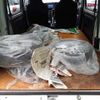daihatsu hijet-cargo 2018 quick_quick_EBD-S321V_S321V-0384832 image 7