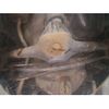 daihatsu tanto 2016 -DAIHATSU--Tanto LA610S-0087716---DAIHATSU--Tanto LA610S-0087716- image 15