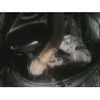 toyota alphard 2019 -TOYOTA--Alphard DBA-AGH35W--AGH35-0033330---TOYOTA--Alphard DBA-AGH35W--AGH35-0033330- image 5