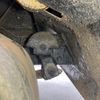 isuzu forward 1996 CFJ1837213 image 14