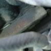 toyota hilux 1992 LN107-0010456 image 7