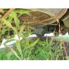toyota alphard 2004 CFJ1577043 image 7