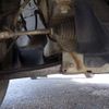 toyota liteace-truck 2015 CFJ1692887 image 12