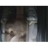 subaru wrx 2016 CFJ8910973 image 6