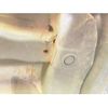honda zest 2009 CFJ1681575 image 23