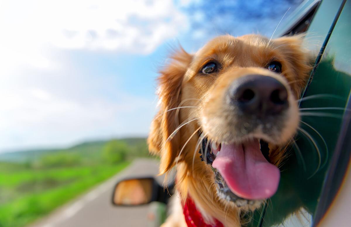 Always carry a note with information when traveling with your dog traveling with your dog