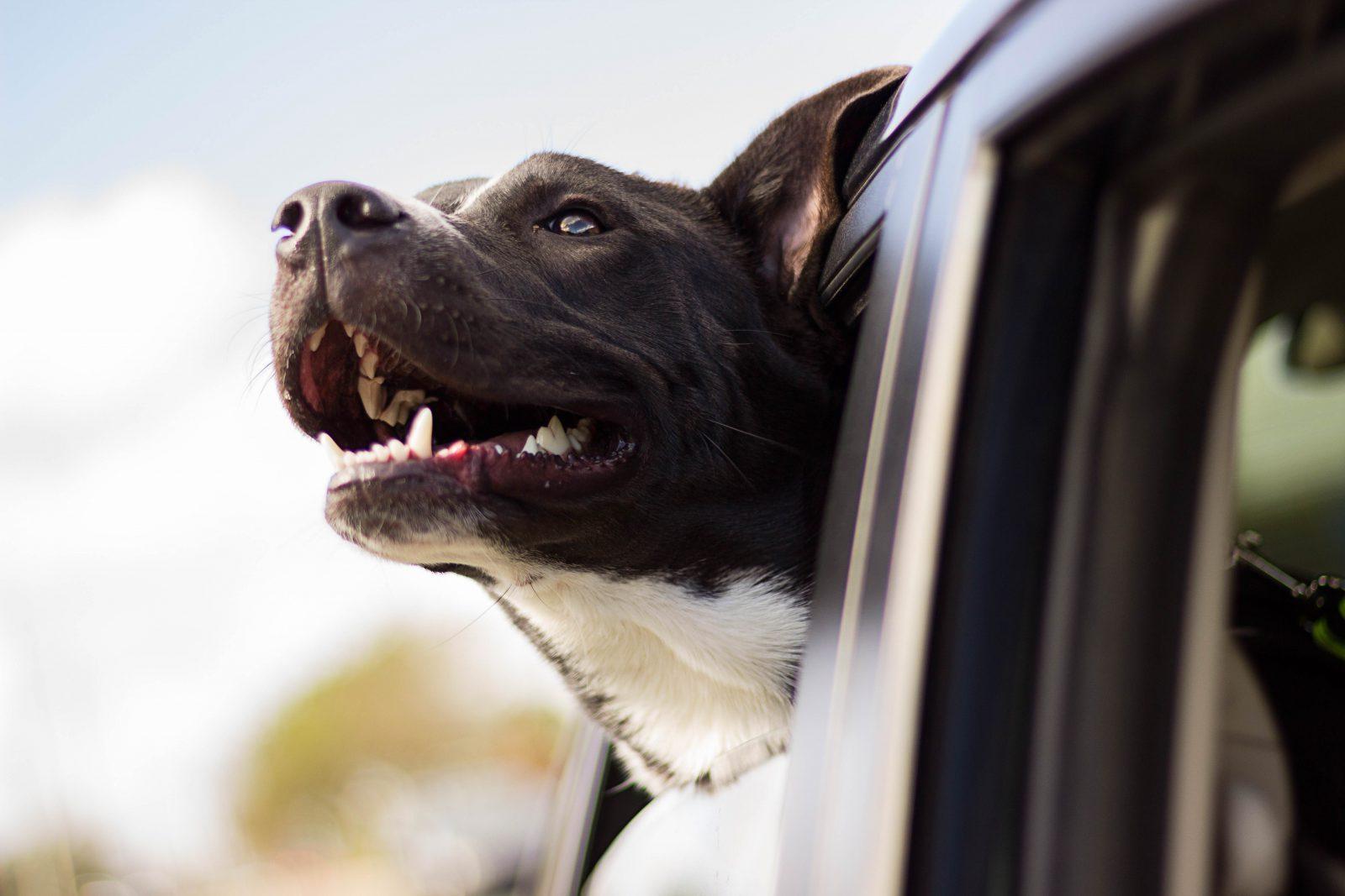 We all need one first aid kit on car, especially when traveling with your dog traveling with your dog