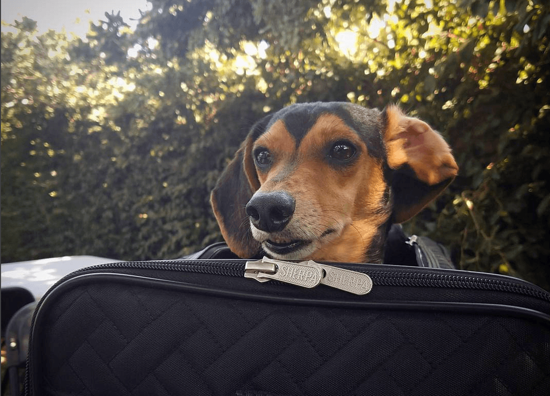 When traveling with your dog, don't lost his location traveling with your dog