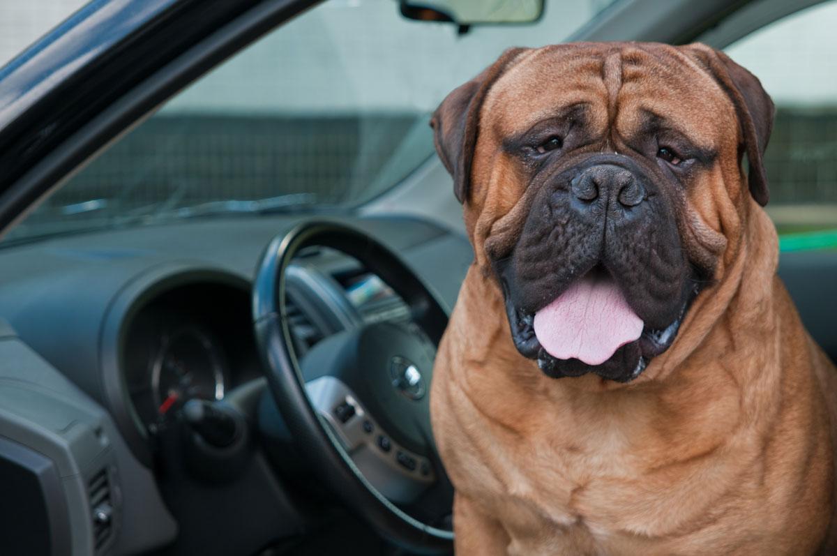 Make sure your buddy is in good condition before the trip traveling with your dog