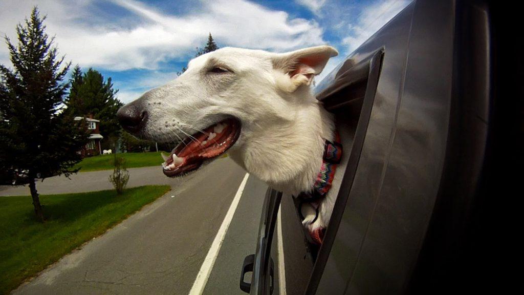 Pooch can Also Get Injured after Putting body parts out of the car window Putting body parts out of the car window effects your dogs