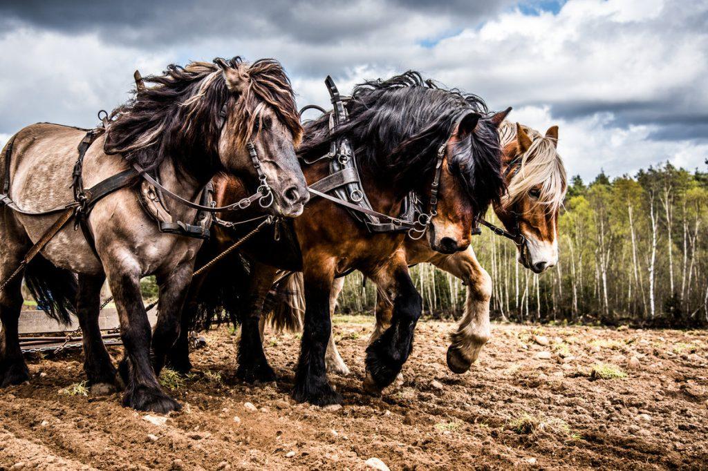 Why Horse Power is called horse power Horse power name history
