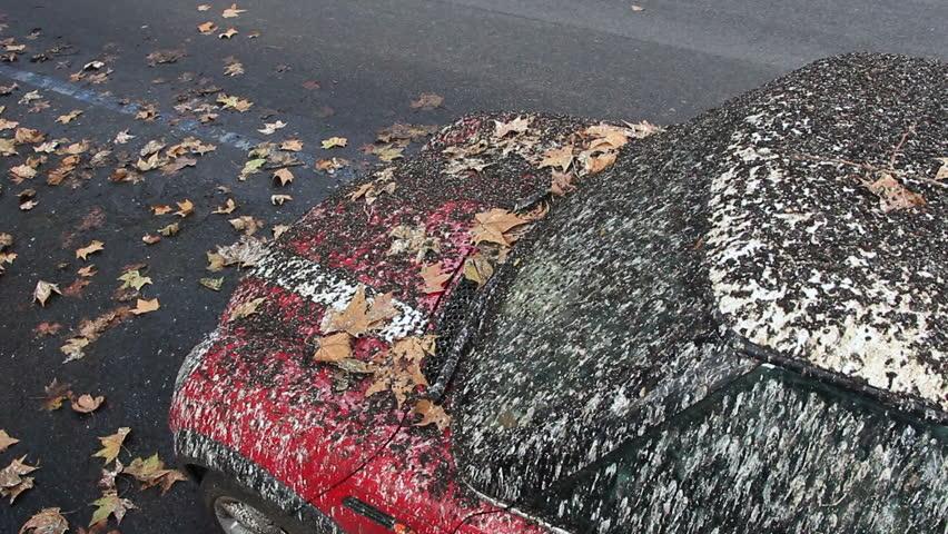 Download Why Do Birds Poop On Red Cars? - CAR FROM JAPAN