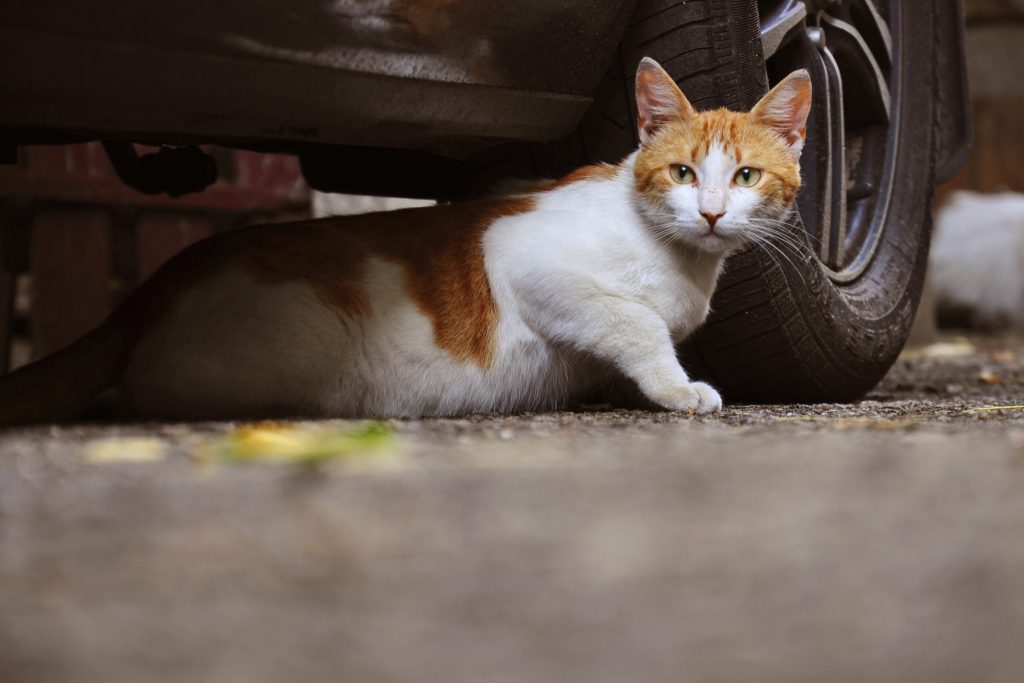 You may try setting the ultrasonic repellent at different frequencies to make it work. keep cat off cars