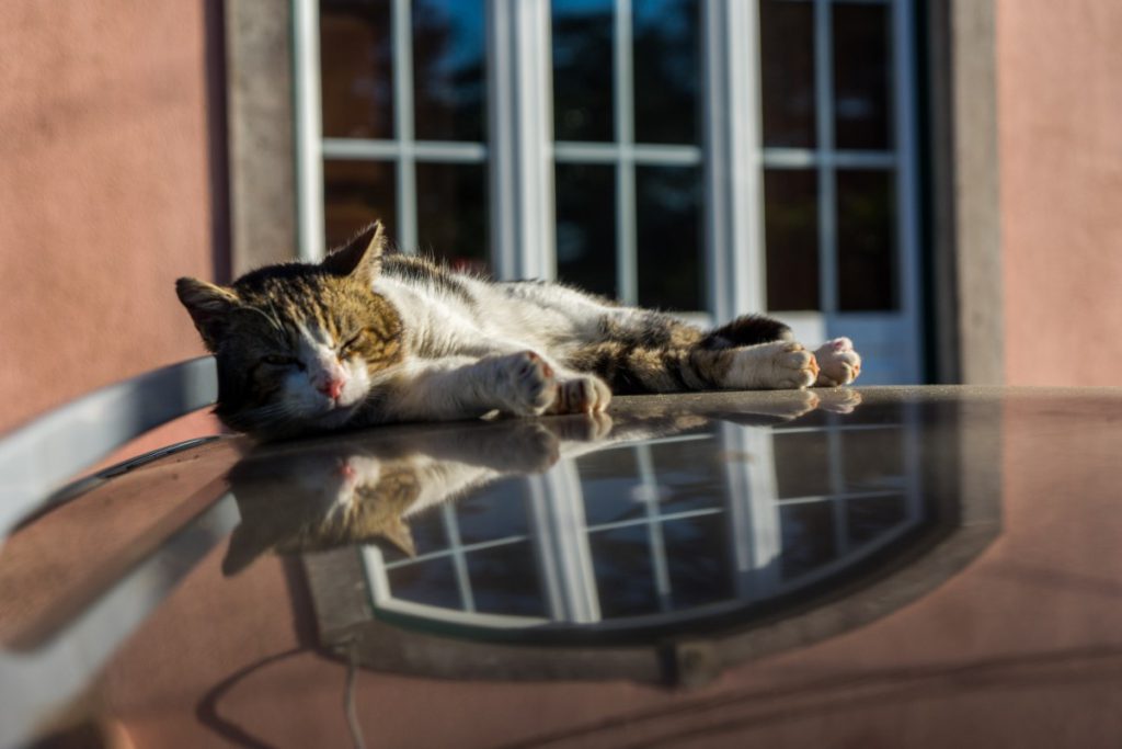 How To Keep Cats Off Your Car The Most Effective Ways