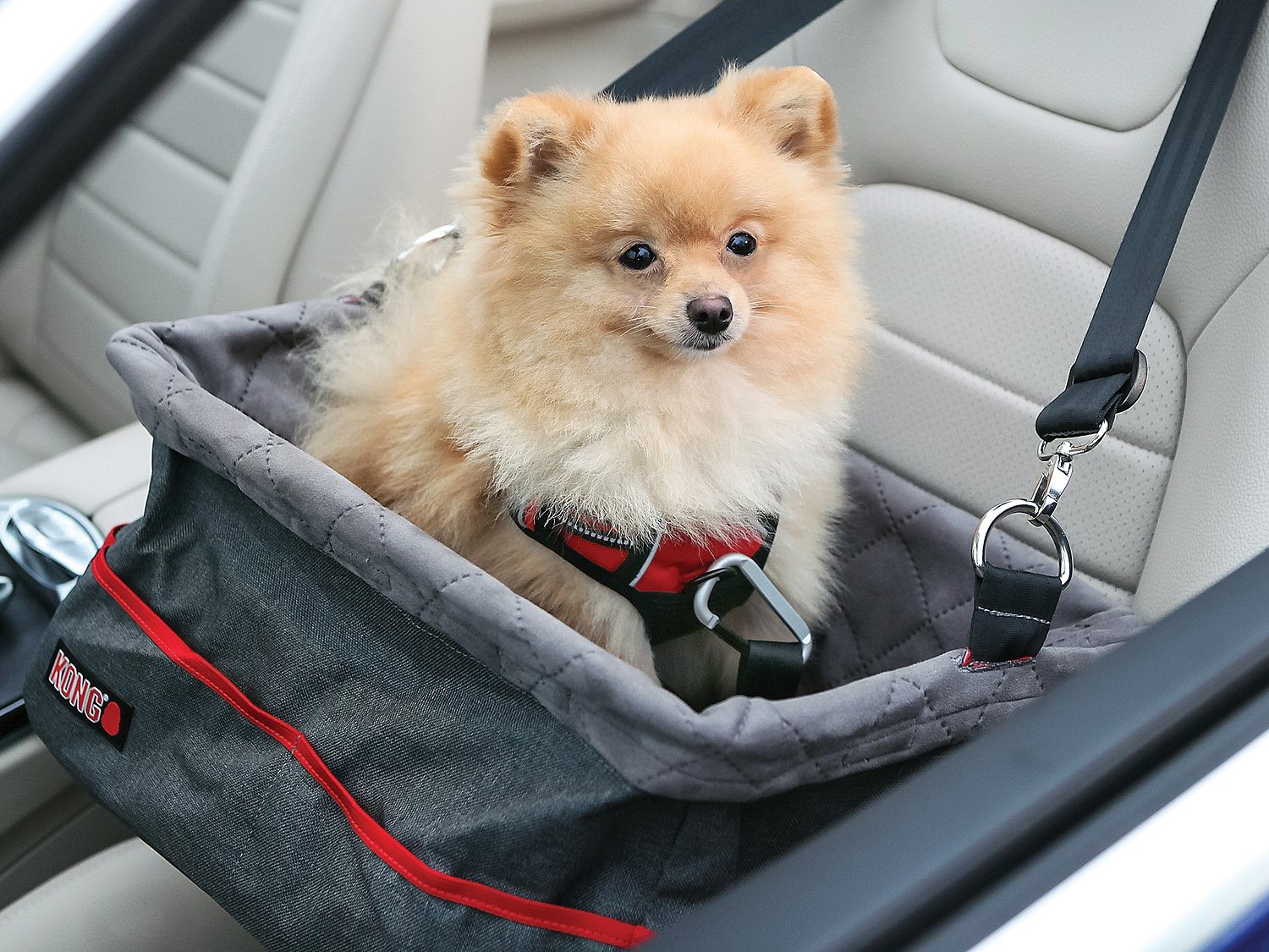 Per Car Seat transporting dogs in cars