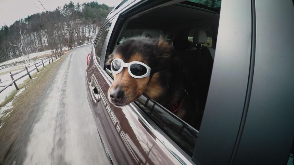 How to Secure Dog in Car Proven Safety Methods CAR FROM JAPAN